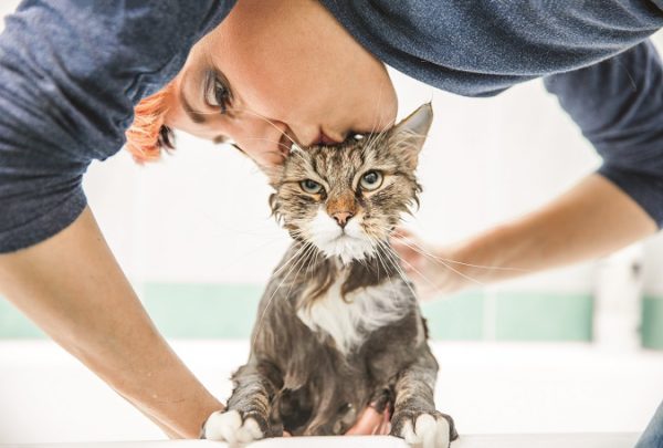 cat after a bath