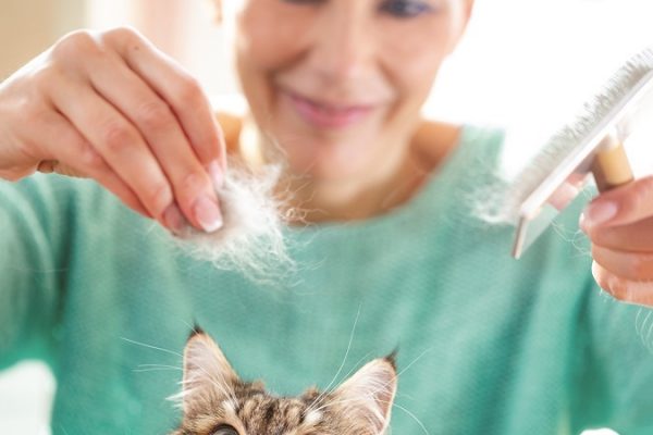 long hair cat grooming