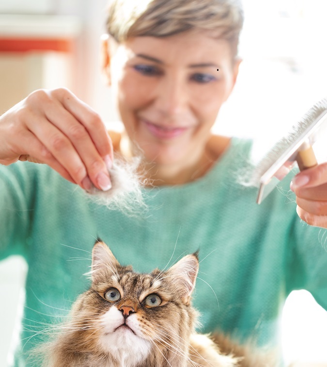 long hair cat grooming