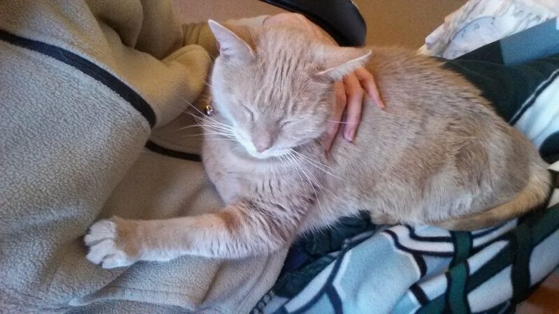cat sleeping on humans lap