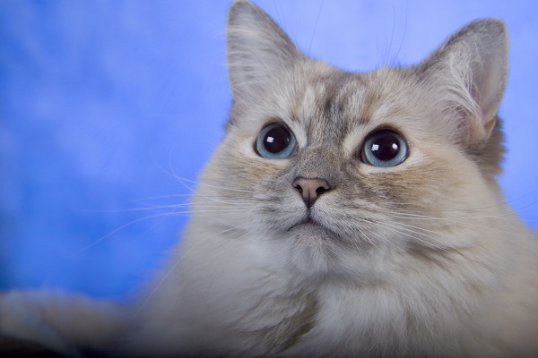 A Ragdoll cat.