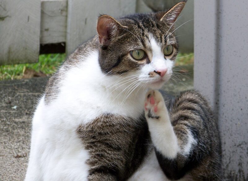 cat scratching his neck