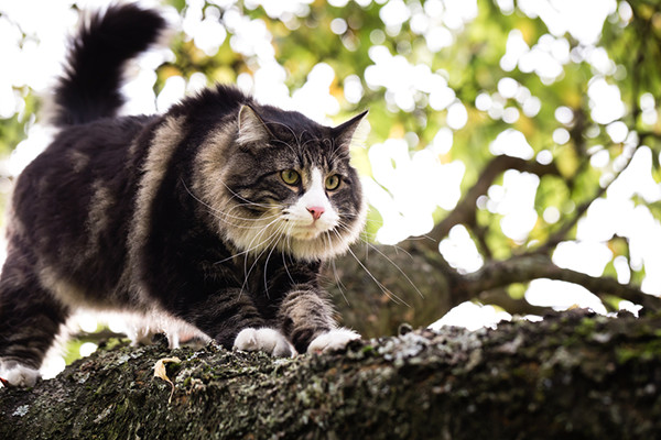 A Norwegian Forest Cat prowling in the branch of a tree.