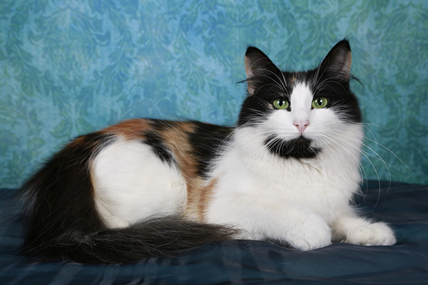 Calico Norwegian Forest Cat against a blue background