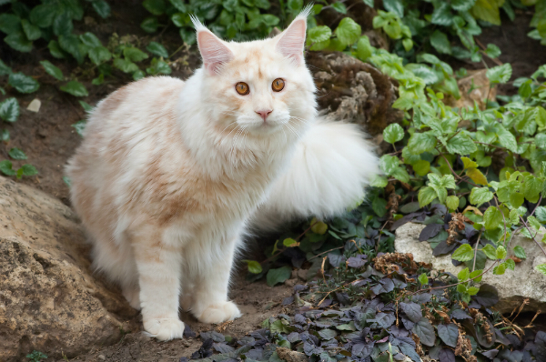 A Maine Coon cat outside. 