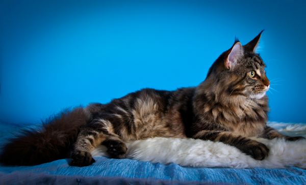 A Maine Coon cat lounging on a bed. 