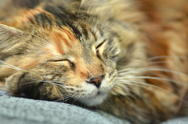 A Maine Coon cat asleep.