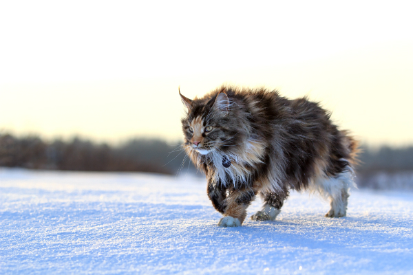 A Maine Coon cat outside in the snow. 