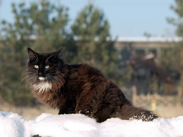 A black Norwegian Forest cat in a snowy field.