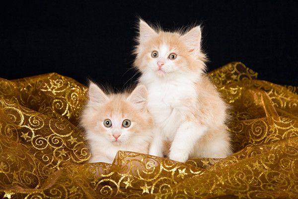 A pair of Norwegian Forest Cat kittens sitting on a gold cloth.