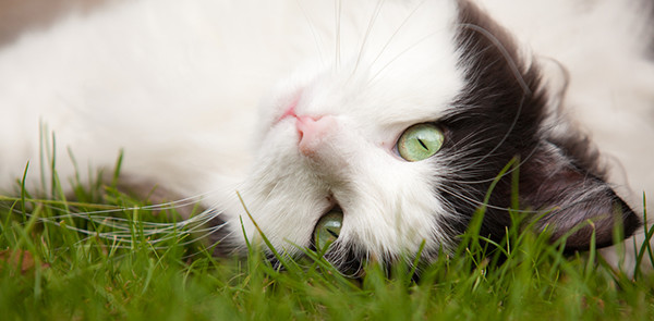 A Norwegian Forest Cat lies upside down in a grassy field