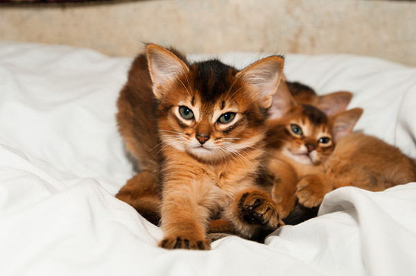 Ruddy Somali kittens