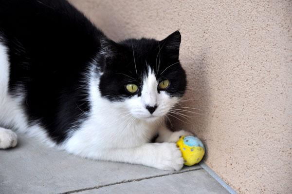 Kitty playing with a ball.