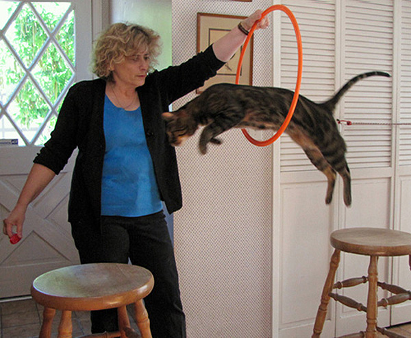 You can clicker train a cat to jump through a hoop! 