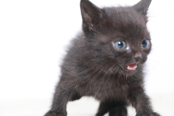 A scared black kitten meowing.