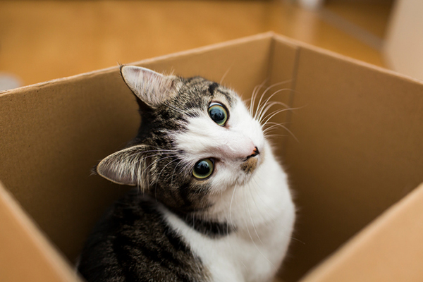 A brown and white cat peeking out of a cardboard box.