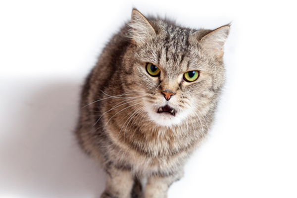 A-brown-cat-growling-or-hissing-and-looking-angry