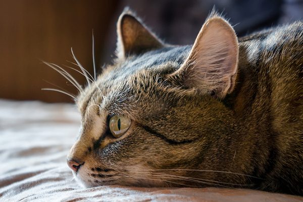 A tabby cat, lying down and upset. Photography by Eugene03/Thinkstock.