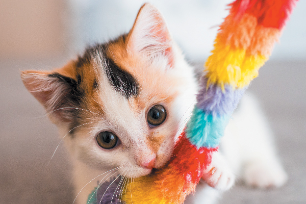 A calico kitten with a rainbow toy.