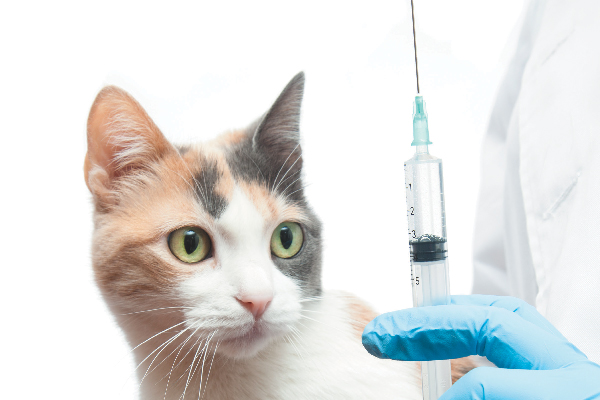 A cat at the vet about to get a vaccine.