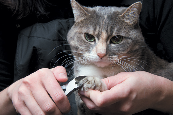 A cat getting his nails clipped.