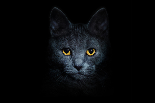 A cat in the dark with glowing yellow eyes.
