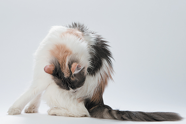 A cat licking and grooming his butt. 