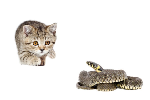 A cat looking at a snake.