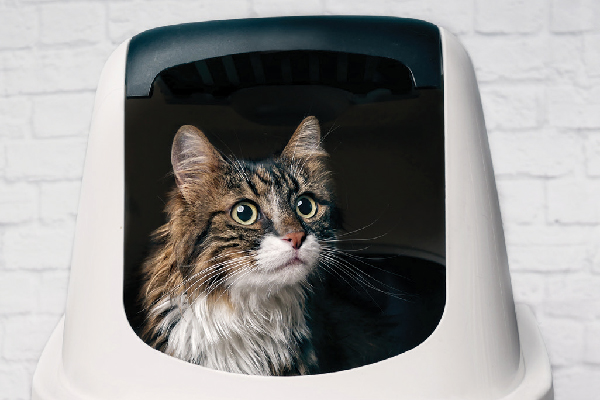 A cat looking out from a litter box.
