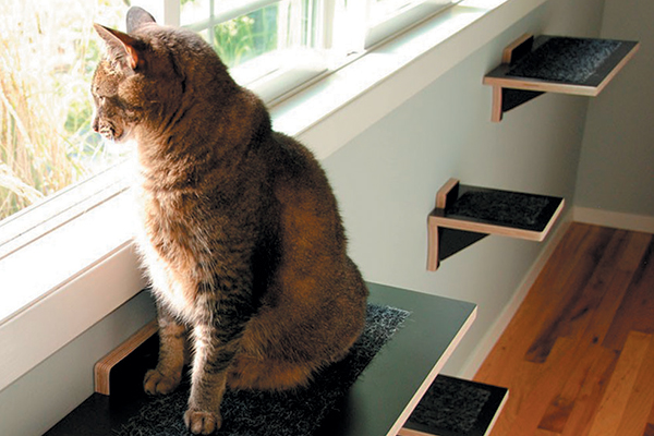 A cat on cat shelves looking out of a window. 