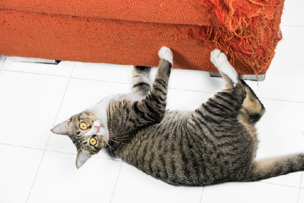 A cat looking up from scratching the couch.