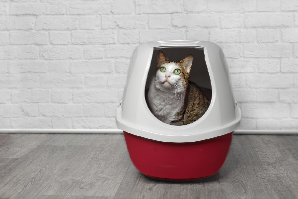 A cat peeking out of a litter box.