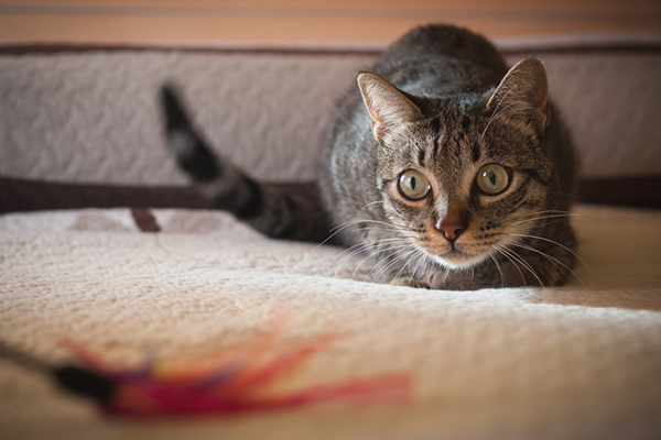 A cat playing or hunting with a feather toy.