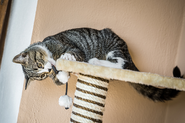 Help get your cat away from furniture and on his scratcher. Photography © marima-design | Thinkstock.