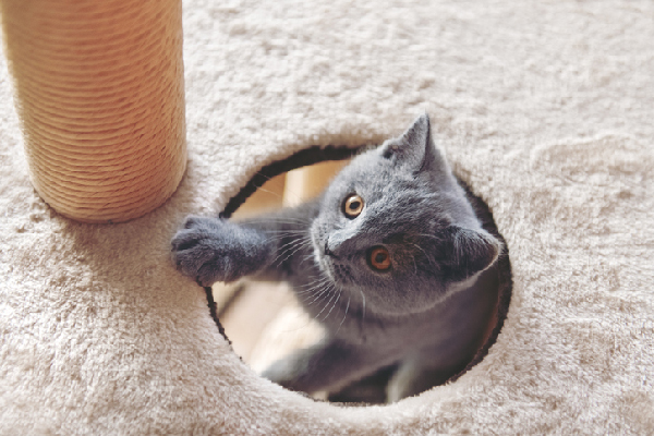 A cat popping out a cat tree.