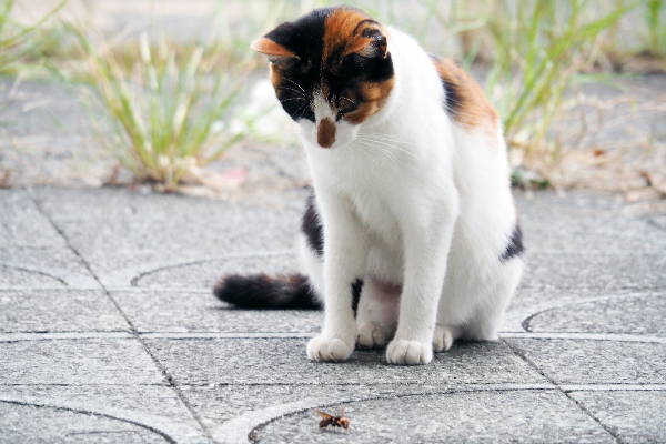 A cat staring at wasp on the ground.
