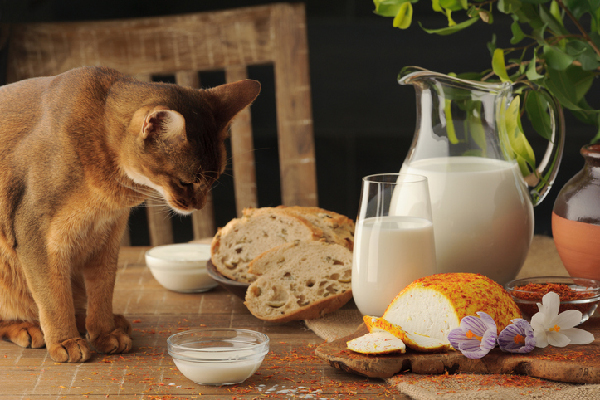 A cat staring at bread, milk and cheese.