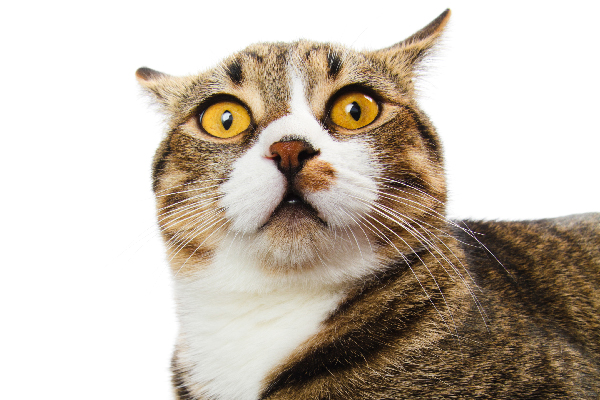 A closeup of a surprised cat with his ears back. 