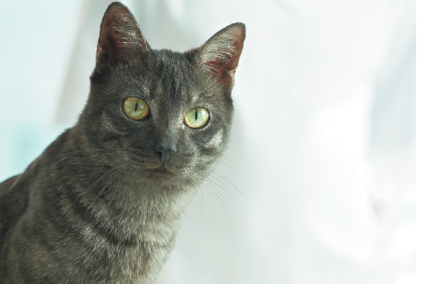 A curious cat peeking over. 