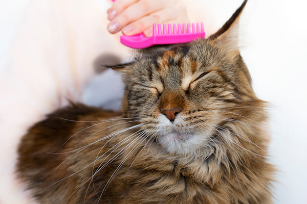 A fluffy brown cat getting groomed with a pink brush. Photography by ollegN/Thinkstock.