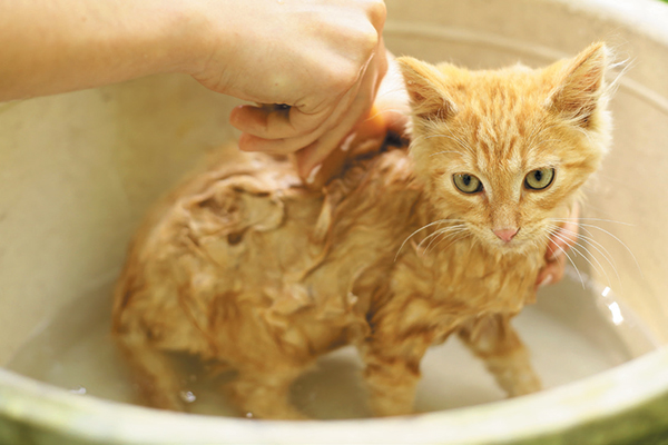 A ginger cat getting a bath.