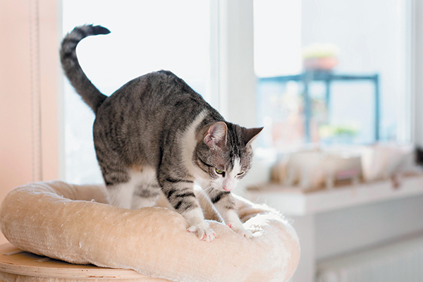 A gray and white cat, sucking and kneading on a blanket.