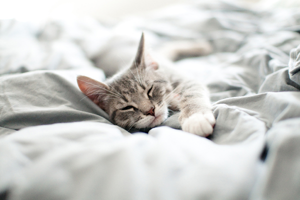 A gray kitten asleep in a bed.