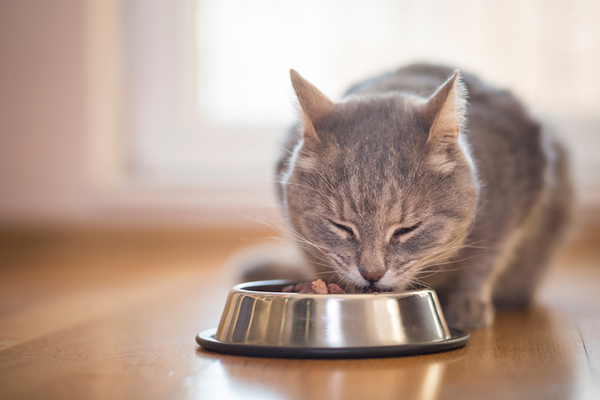 A gray tabby cat eating wet food out of a bowl.