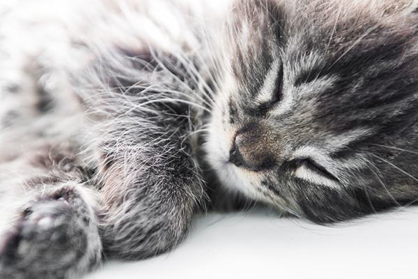 A happy gray cat sleeping.