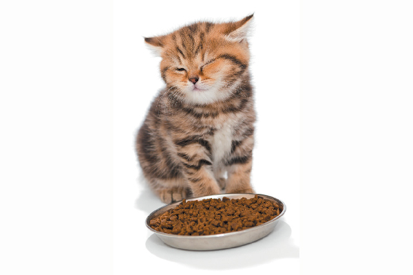 A kitten eyeing a bowl of food. 