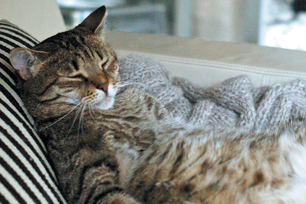 A lazy fat cat on the couch.