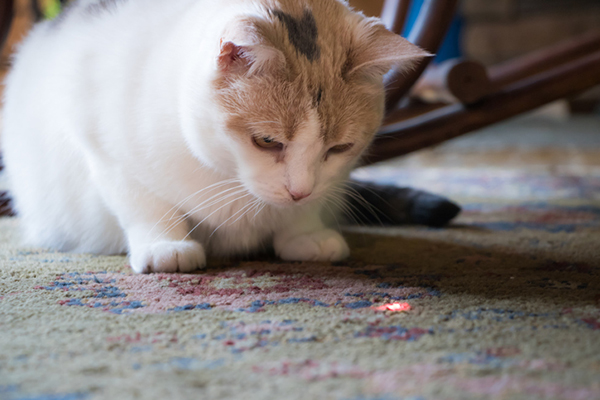 A mostly white cat playing with a cat laser pointer toy.