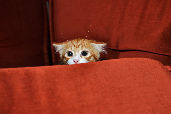 A scared orange, ginger cat with his ears back.