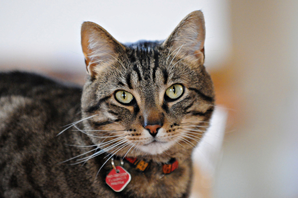A tabby cat with an ID collar on.